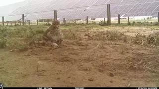 Catalunya flexibilizará aún más los criterios ambientales de las plantas fotovoltaicas