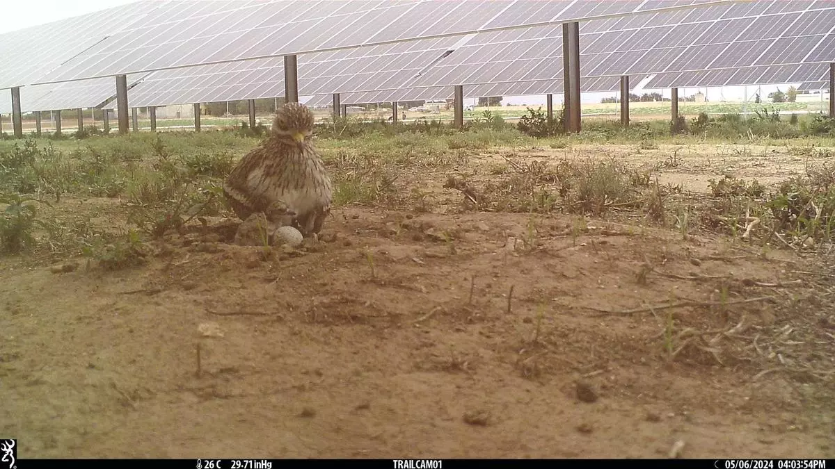 Catalunya flexibilizará aún más los criterios ambientales de las plantas fotovoltaicas