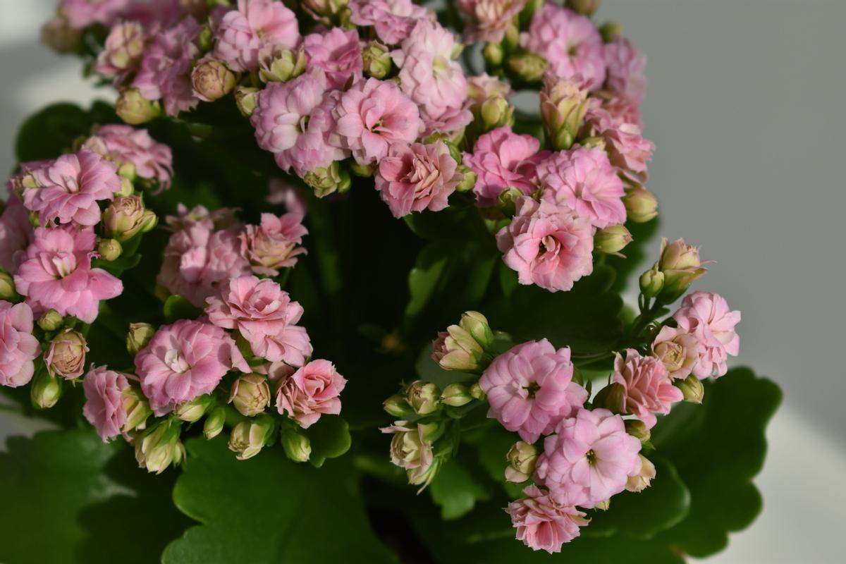 Kalanchoe: una de las plantas de oferta en Lidl esta semana