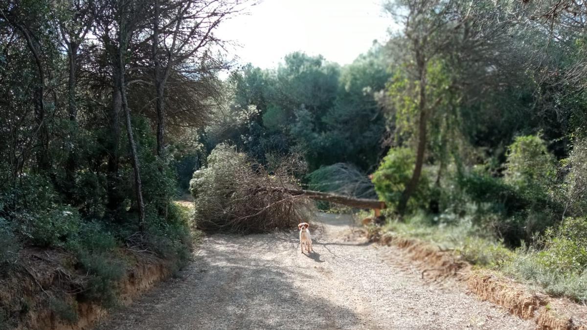 Uno de los árboles talados en Vilademuls.