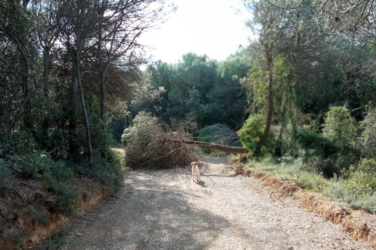 Vandalisme perillós a Vilademuls: arbres a mig talar perquè caiguin amb el vent