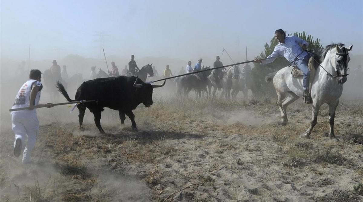 Un toro está rodeado de hombres con lanzas durante la fiesta del toro arpón Toro de la Vega en Tordesillas cerca de Valladolid España Martes 11 Sept 2012