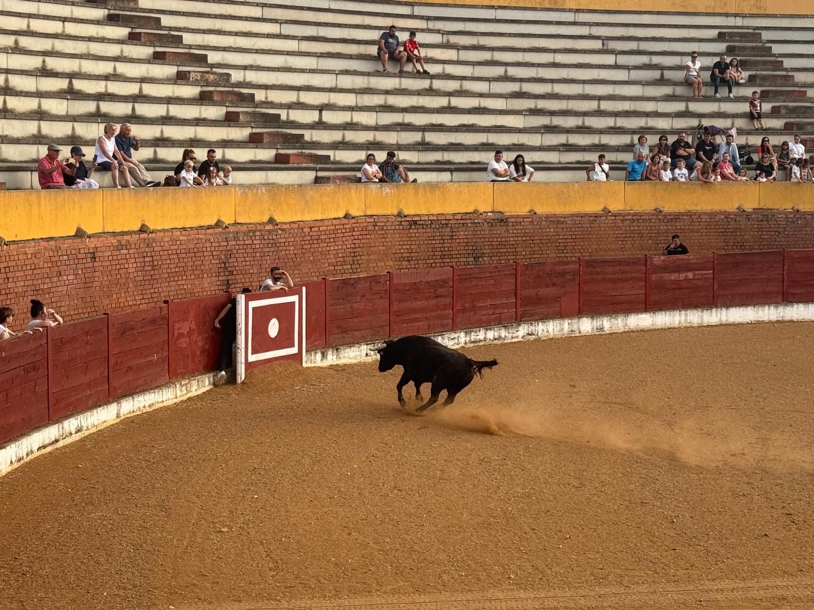 GALERÍA | Presentación de los toros de las fiestas de Fuentesaúco