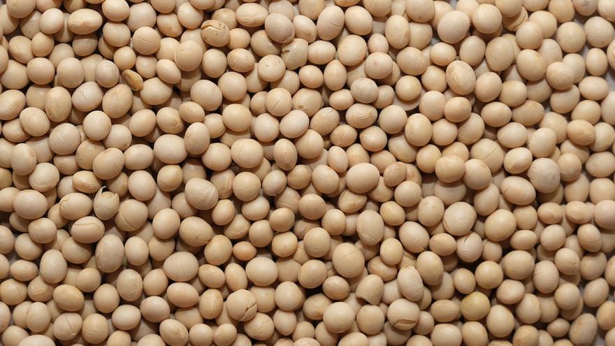 La UE autoriza importar soja, colza y algodón transgénicos para asegurar el suministro alimentario