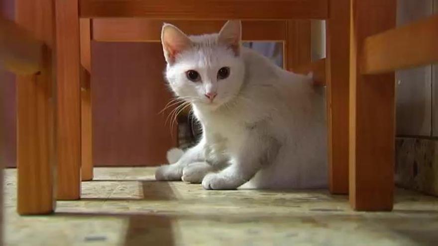 'Misi', la gata salvadora de A Coruña