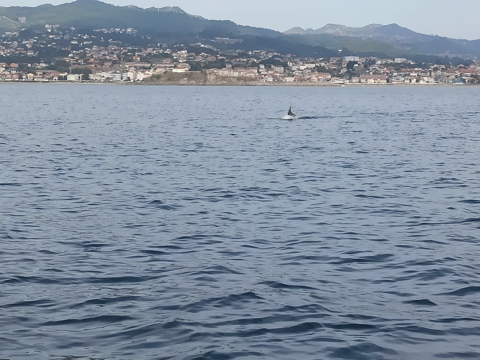 El arroaz boto avistado en las últimas horas en aguas de Panxón.