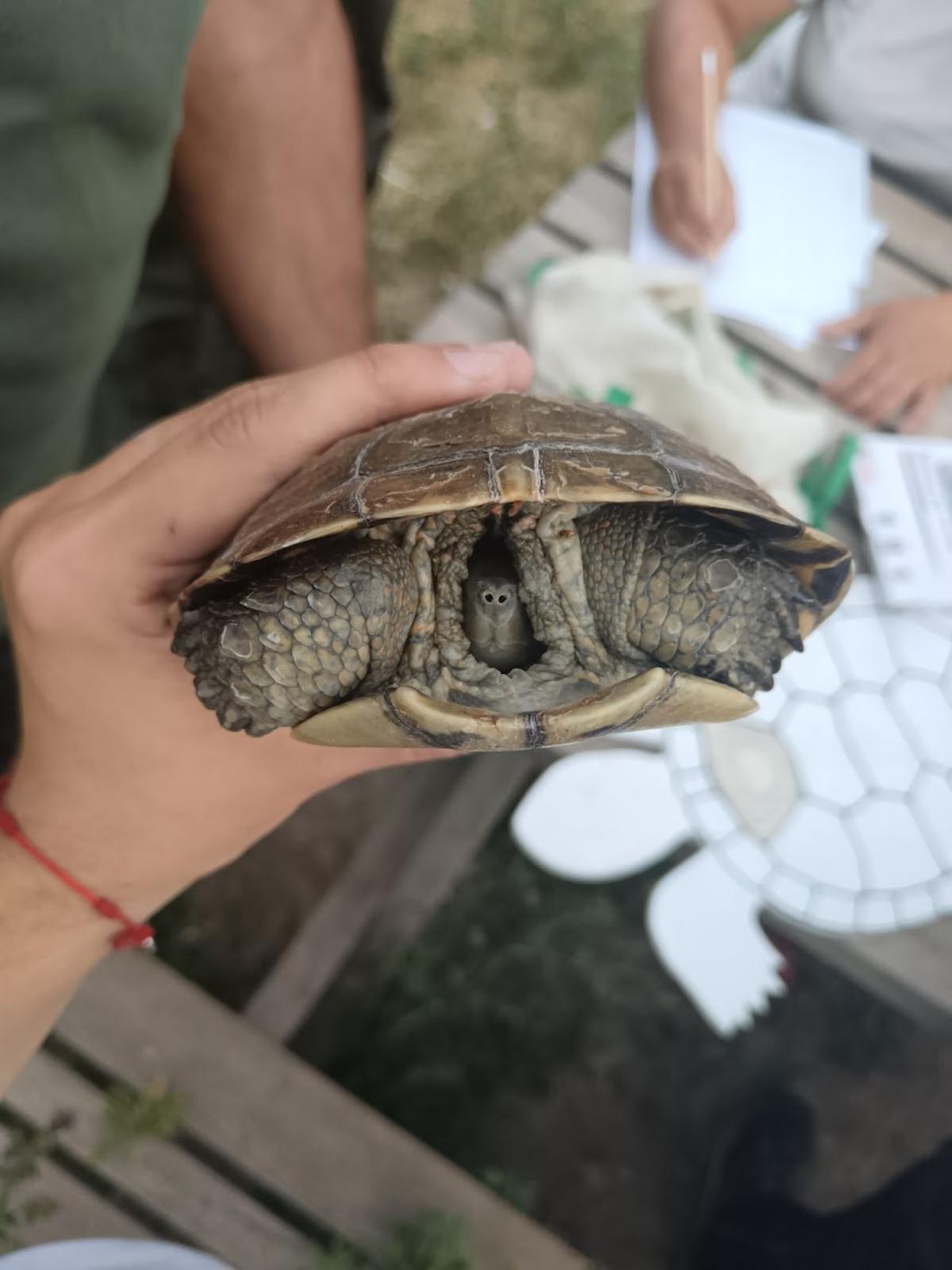La tortuga autóctona encontrada en el Barranc de Barxeta