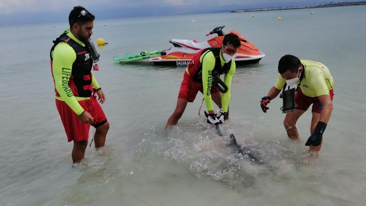 Liberan a una cría de delfín en la Platja de Muro