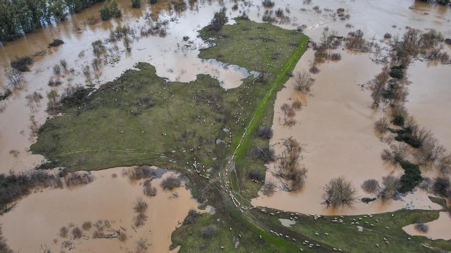 Organizan un dispositivo para llevar alimento en helicóptero a 480 ovejas aisladas en Arroyo de San Serván