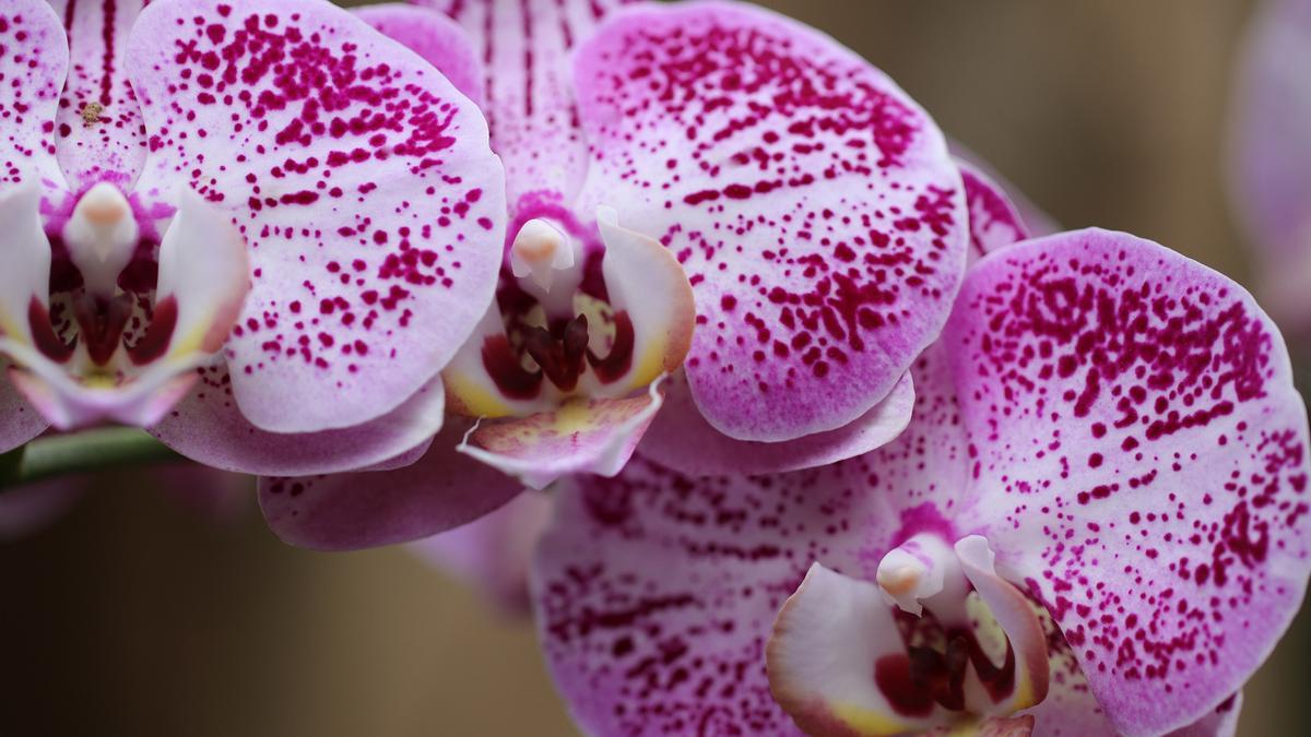 Las orquídeas son uno de los ejemplos más conocidos de plantas epifitas