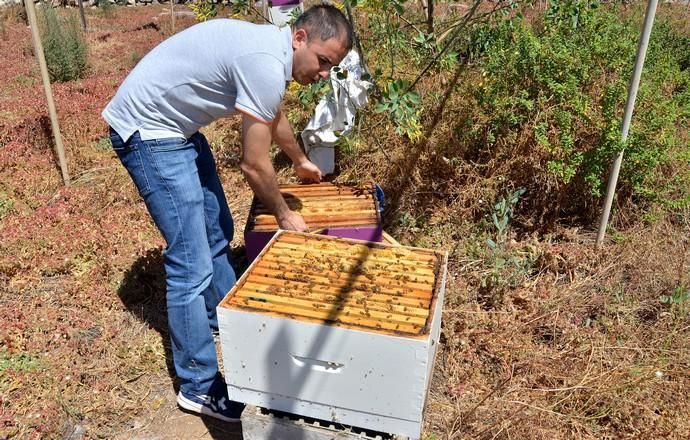 07/06/2018 EL CARACOL, TELDE. Colmenas de abejas ...