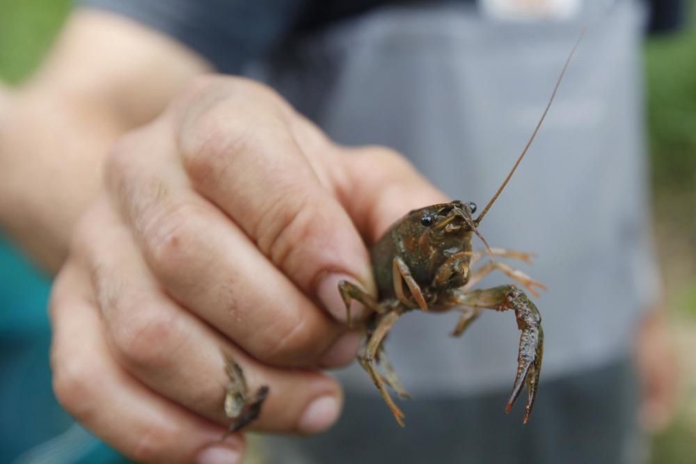 Campanya de control del cranc roig a les hortes de Santa Eugènia