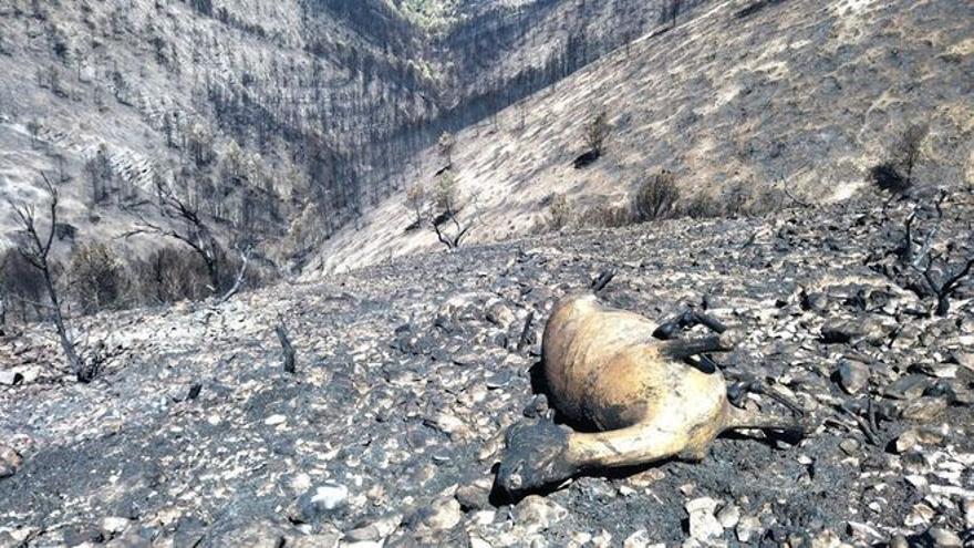 Animales muertos y desolación tras el paso de las llamas en el incendio de la Vall d'Ebo