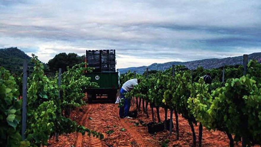 Viñedos de Verdil en plena vendimia.