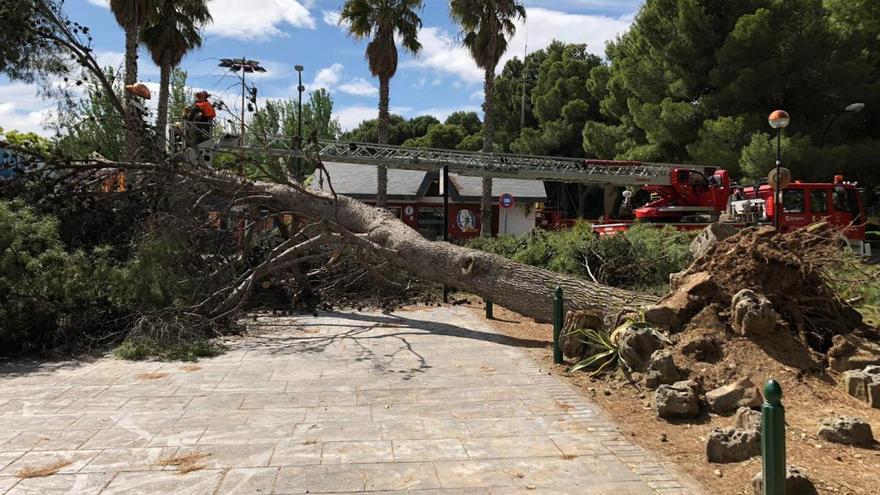 Un árbol de grandes dimensiones se desploma en los Pinares de Venecia