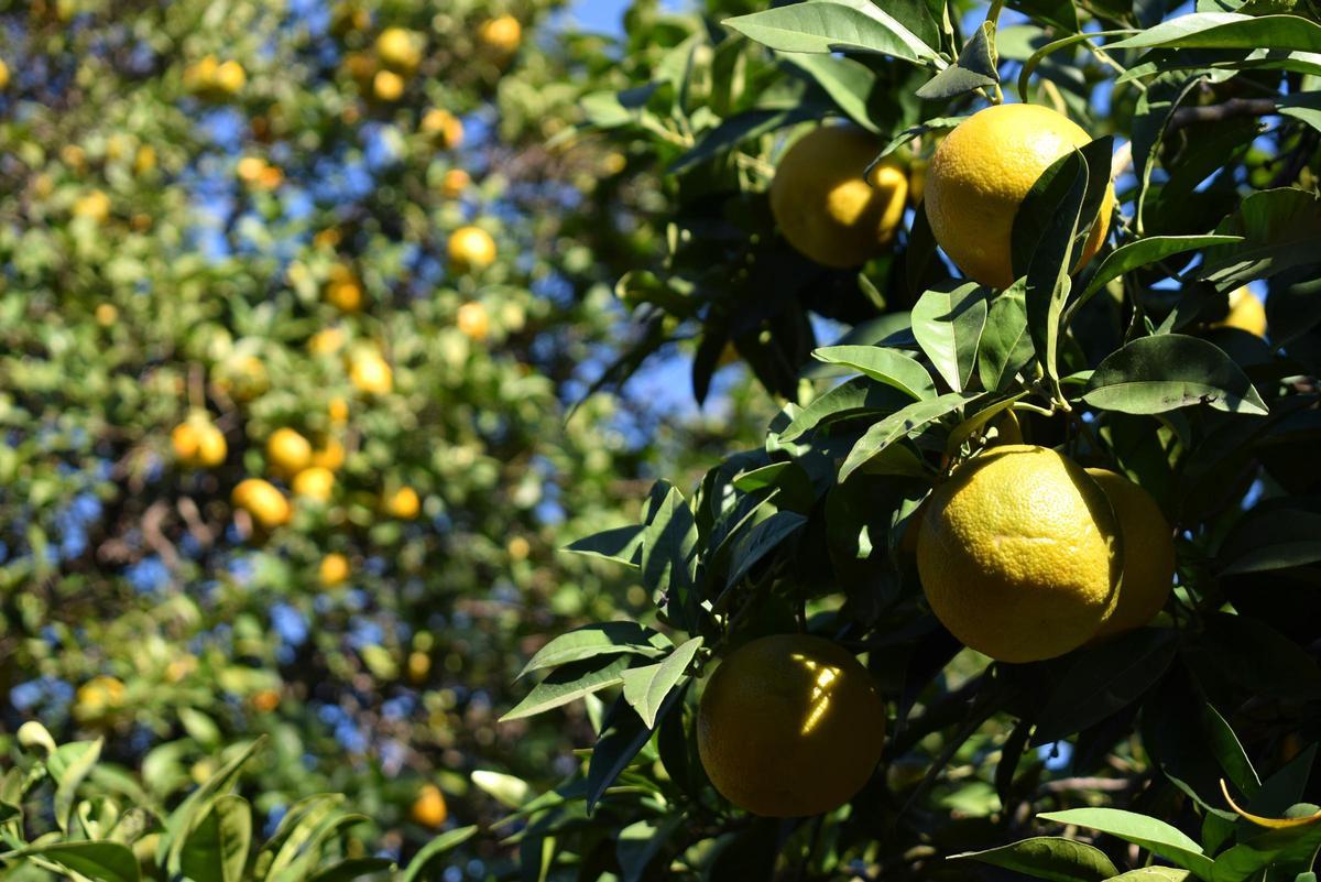 Naranjas en la huerta de Gospa Citrus