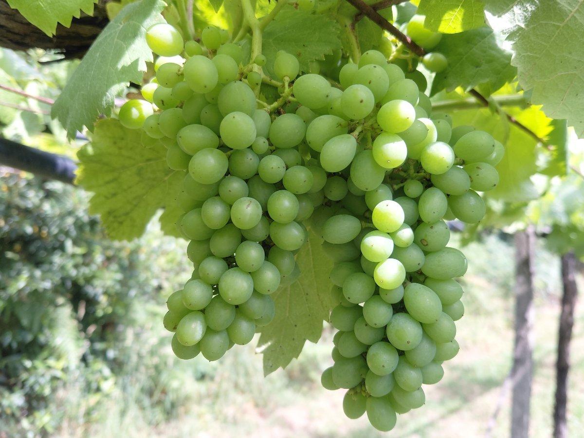 El cierre de racimo en la variedad treixadura, en la zona de O Rosal.