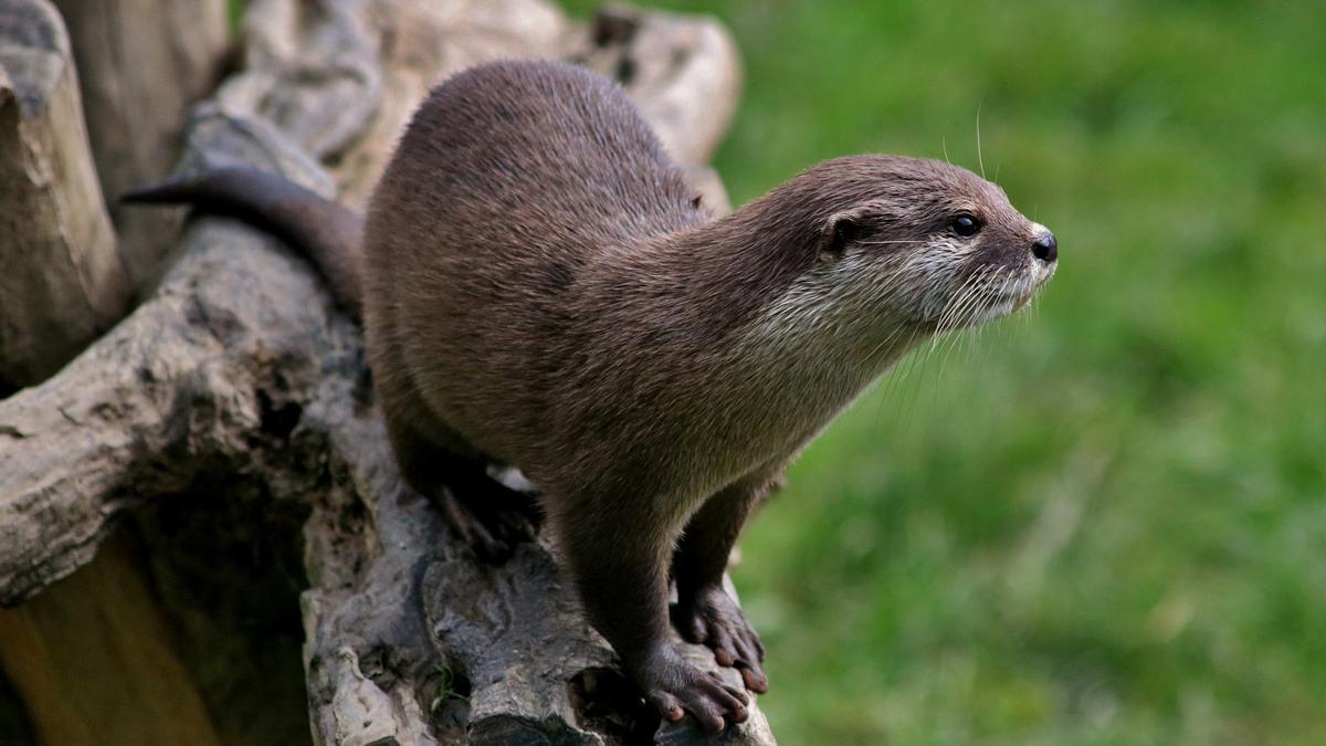 Una llúdriga al seu habitat