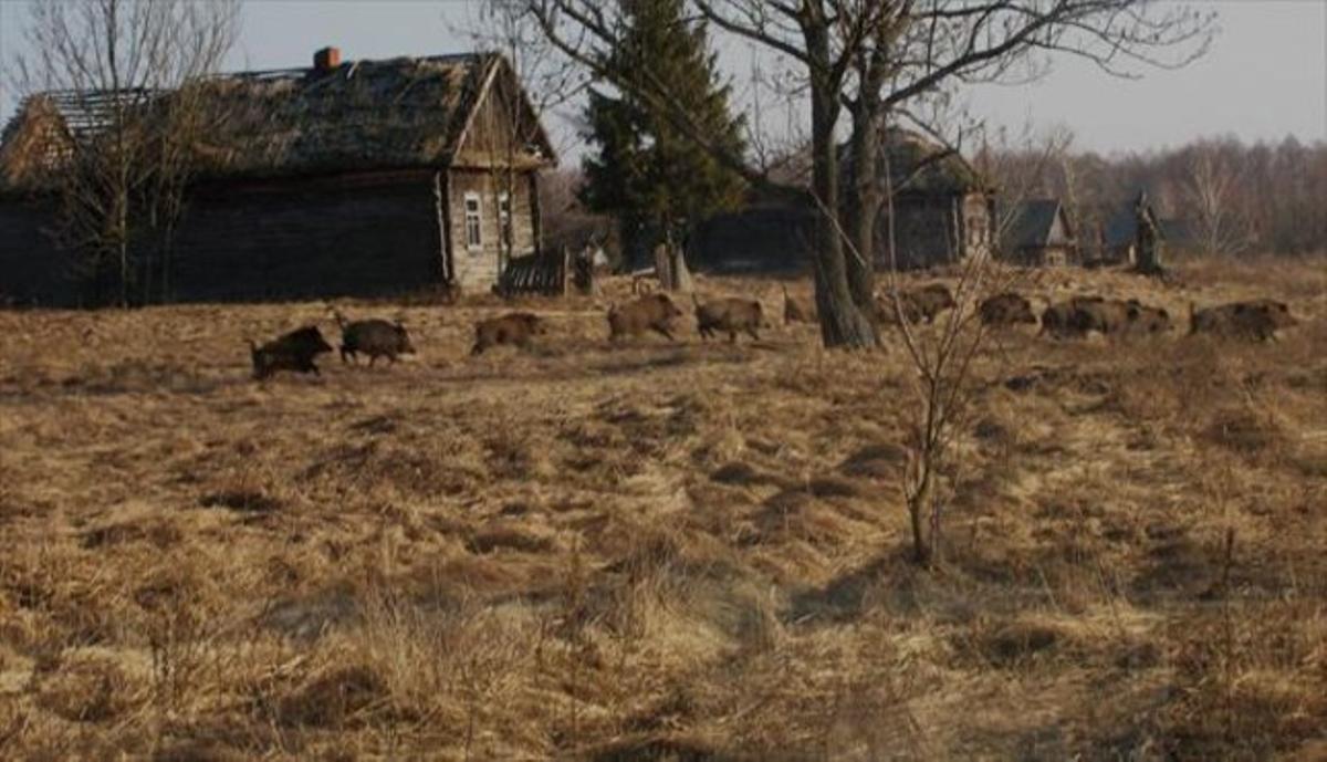 Recuperació 8 Una bandada de senglars a la zona d’exclusió de Txernóbil.
