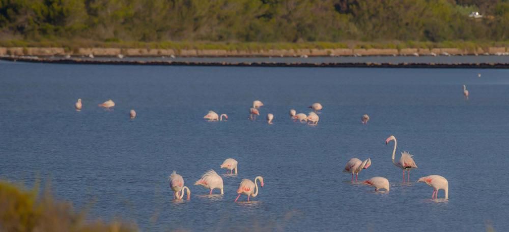 Flamencos en Ibiza