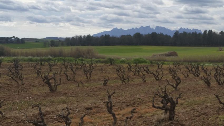 Vinyes. Tot fent la Transèquia, des de Comabella, entre vinyes i camps, al fons, podem veure Montserrat.