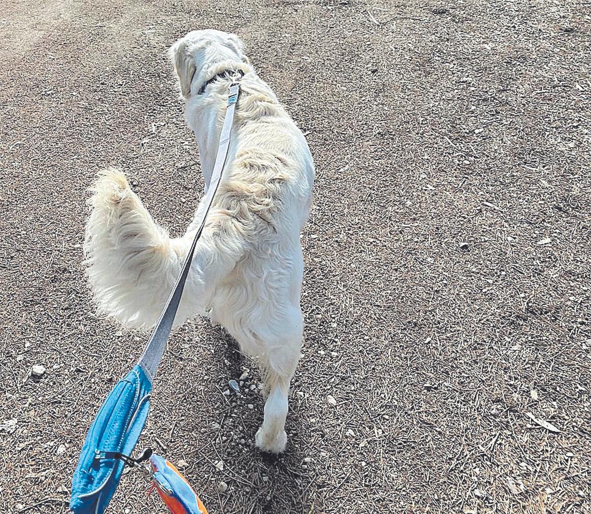 El paseo de perros es un servicio al alza entre los dueños.