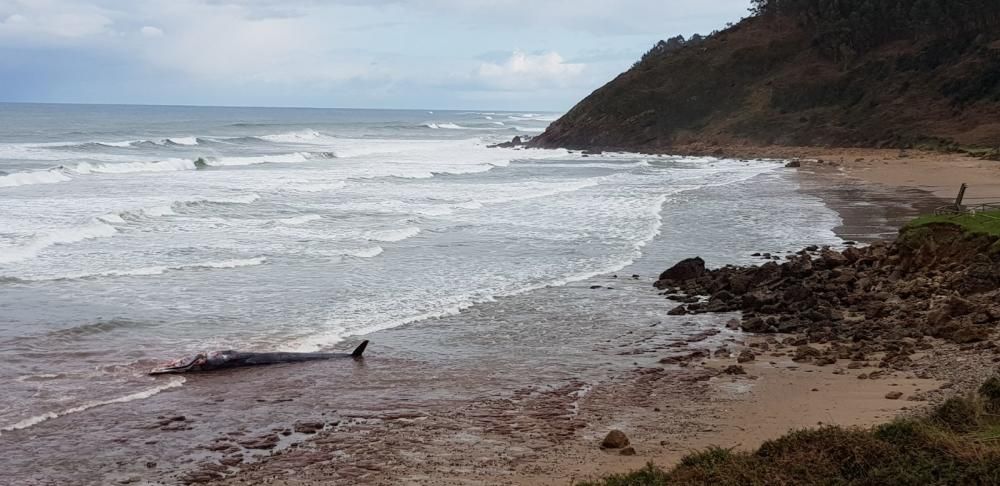 Ejemplar juvenil de rorcual muerto en Arenal de Morís (Caravia)