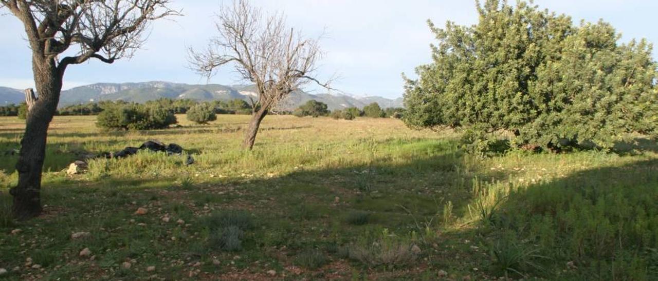 Terrenos de Es Caülls de Marratxí donde se proyectaba una gran urbanización residencial.