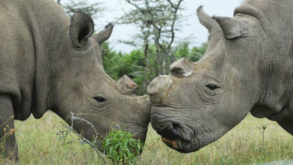 Rinocerontes a los que se ha cortado el cuerno