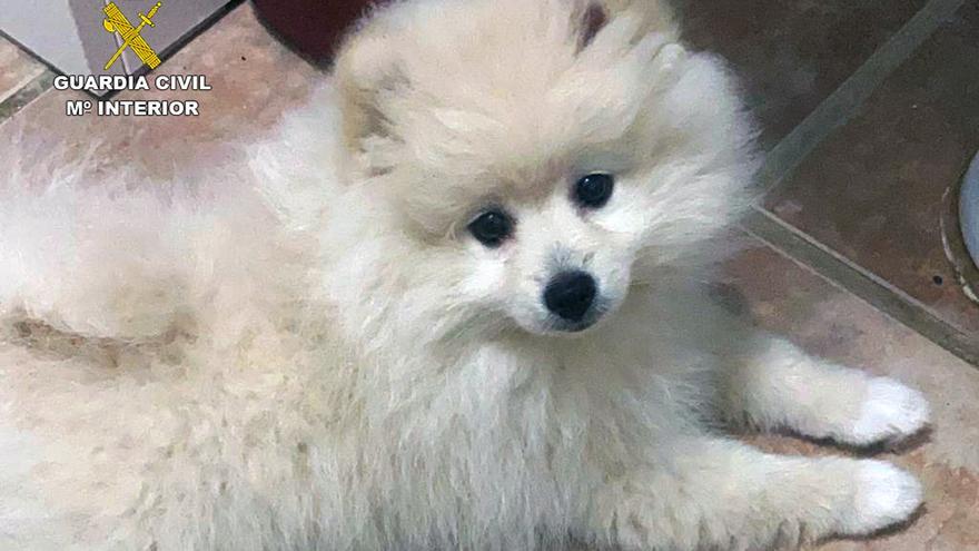 Localizan en Valencia a un cachorro de Pomerania desaparecido en Cabo de Palos