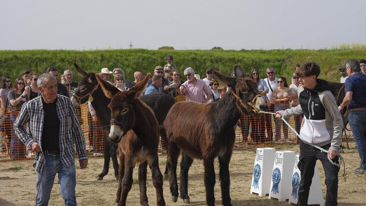 Un moment del concurs morfològic de burro català a la Fira Comarcal de Primavera de Campllong.