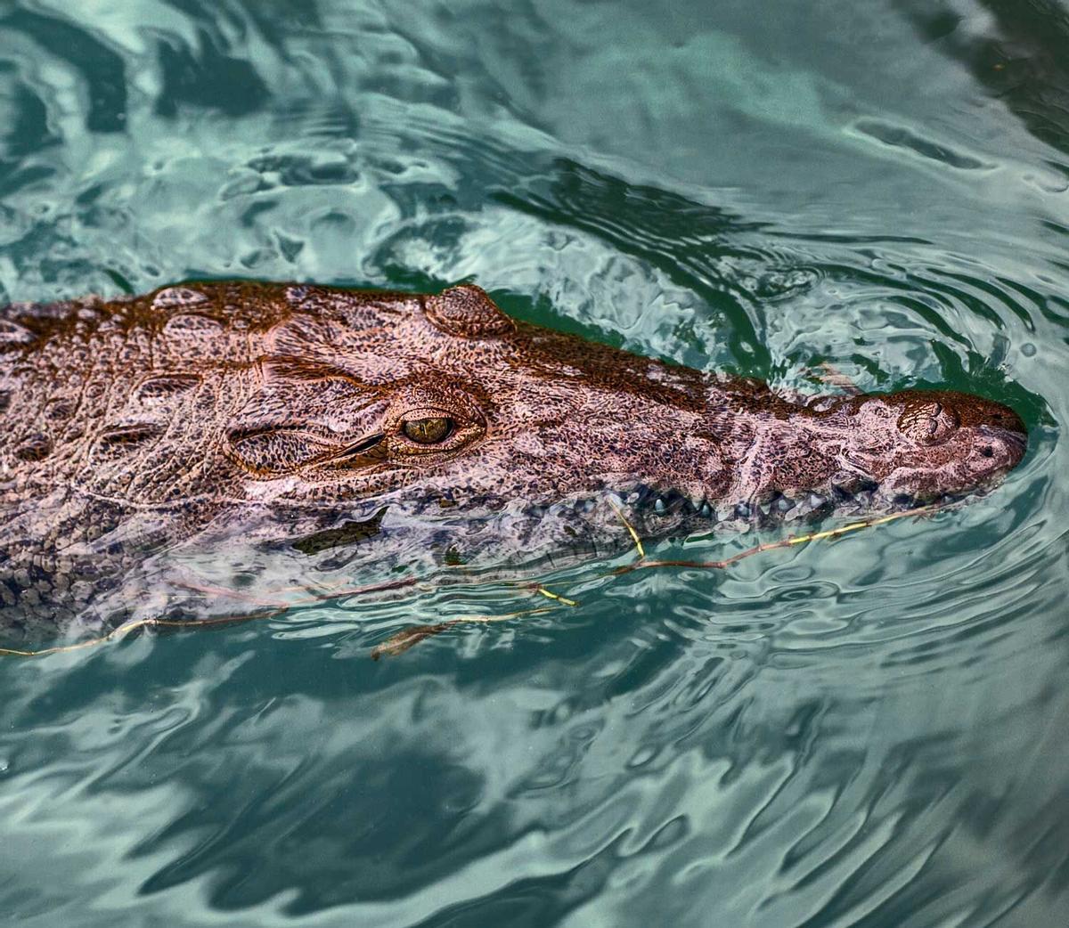 Cocodrilos del Caribe