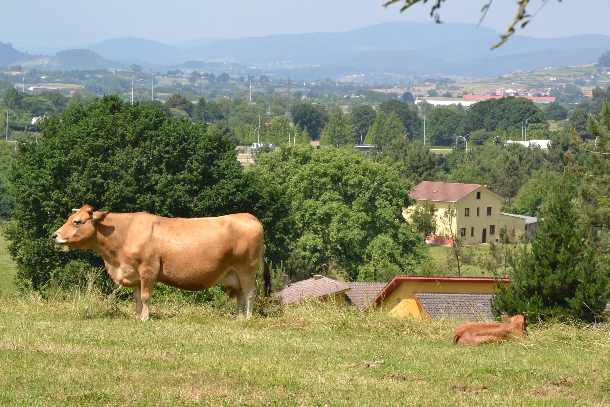 Así es Pruvia, la zona de Llanera que más crece