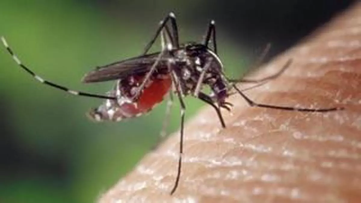 Detectados los primeros ejemplares de 'mosquito tigre' en Galicia