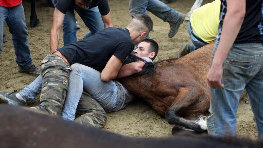 La fuerza de las reses motivó que a menudo caballos y &#039;aloitadores&#039; terminasen en el suelo.