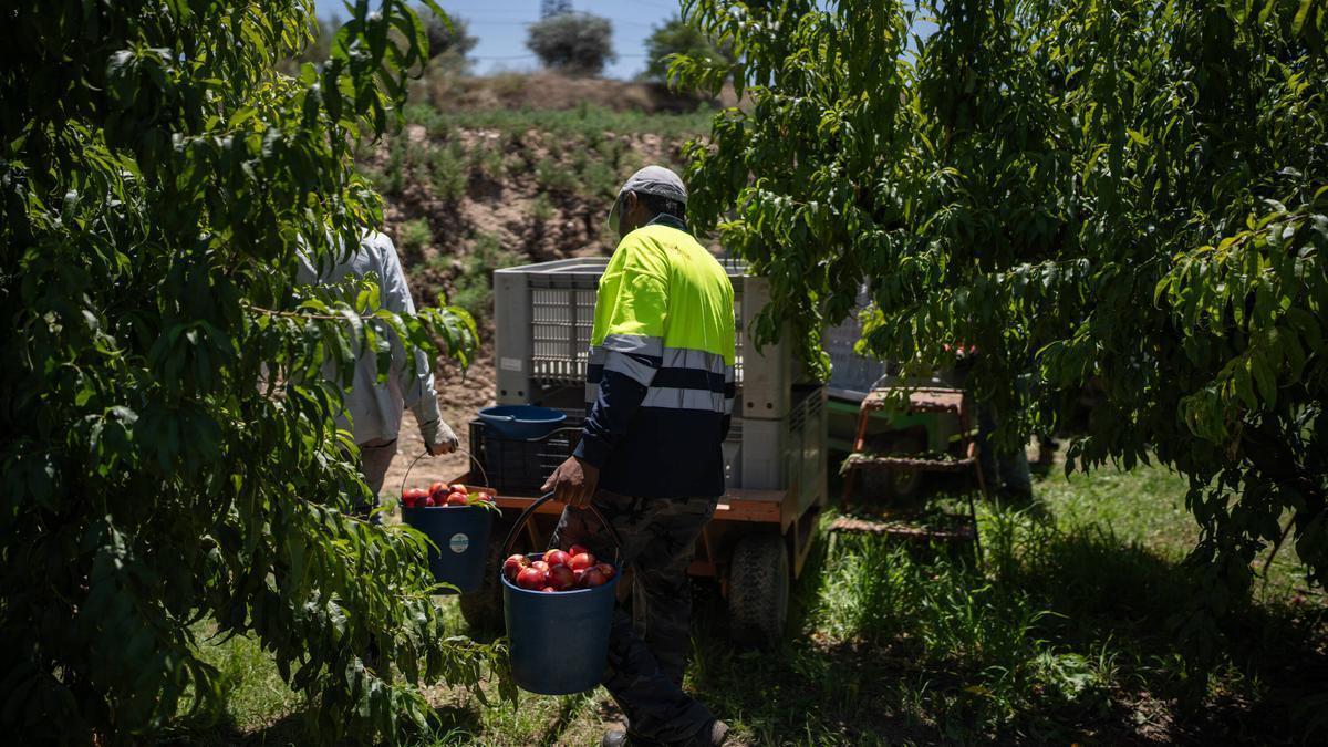 Temporeros trabajando en la recolección de nectarina en un campo a las afueras de Alcarràs.
