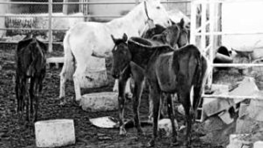 Condenado un ganadero a no ejercer su profesión por dejar morir a sus animales