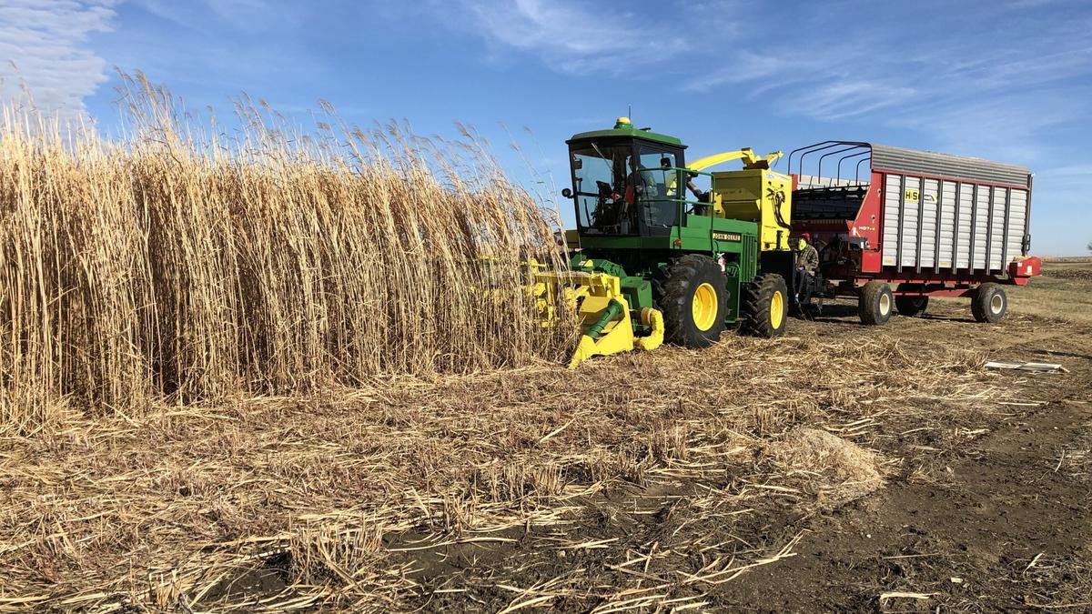 Cosecha de miscanthus, hierba de crecimiento rápido que puede salarse y enterrarse para secuestrar el carbono que absorbió de la atmósfera.