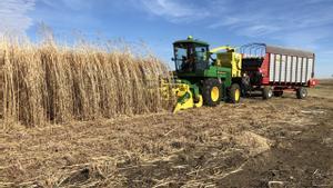 Cosecha de miscanthus, hierba de crecimiento rápido que puede salarse y enterrarse para secuestrar el carbono que absorbió de la atmósfera.