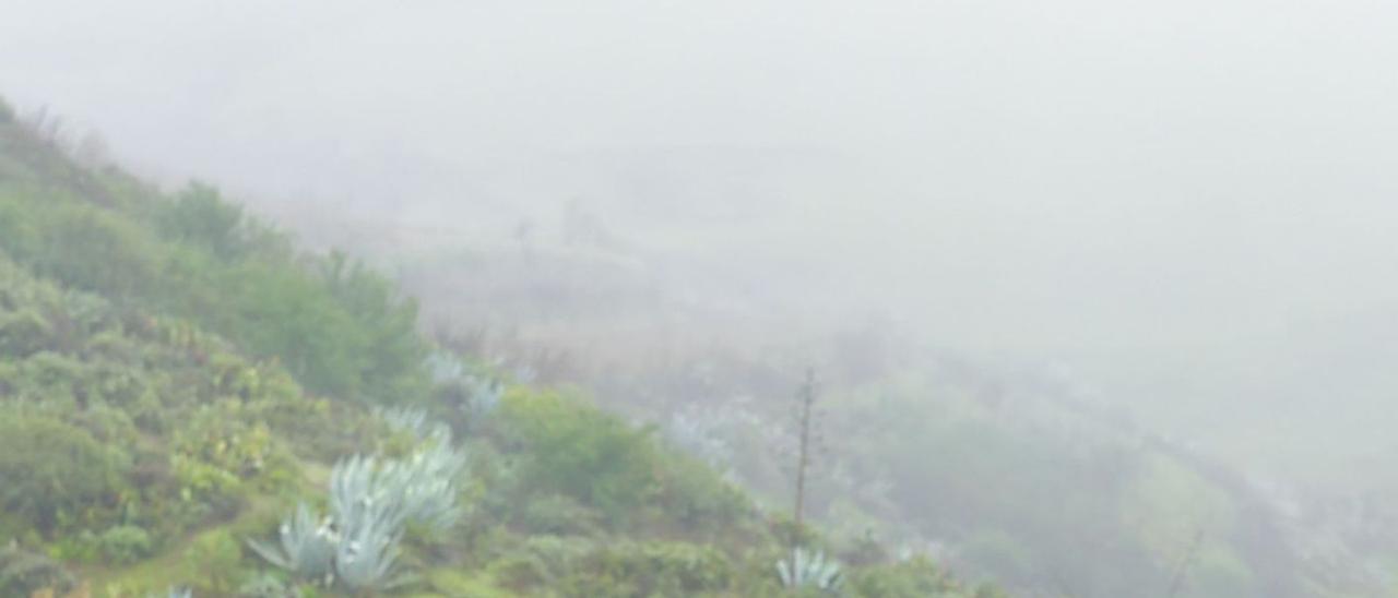 El ganado dentro de un corral en plena naturaleza, en las medianías del norte de Gran Canaria. | | ANDRÉS CRUZ