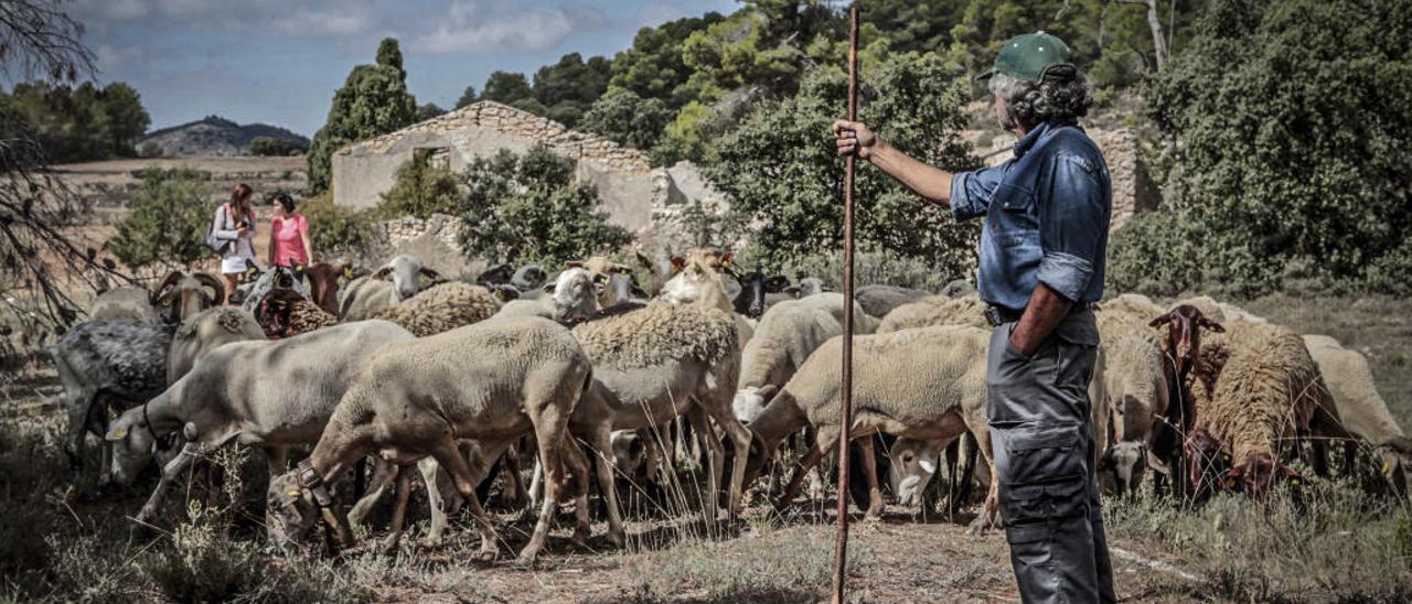 Un pastor controla el ganado y lo guía para actuar en las zonas marcadas.
