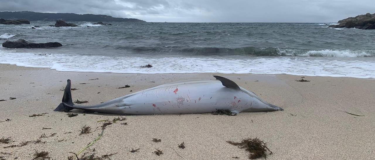 El mar arrastra a tres delfines jóvenes a la playa de Ancoradouro