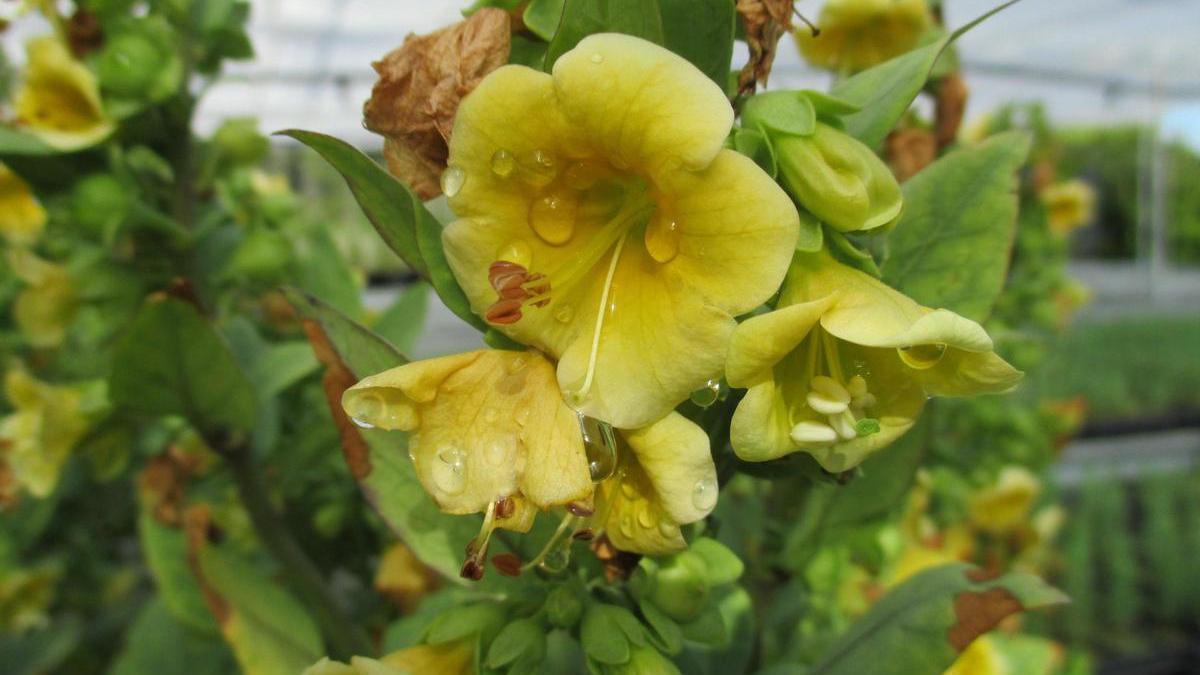 Ejemplar de la ‘atropa baética’, denominada ‘tabaco gordo’.