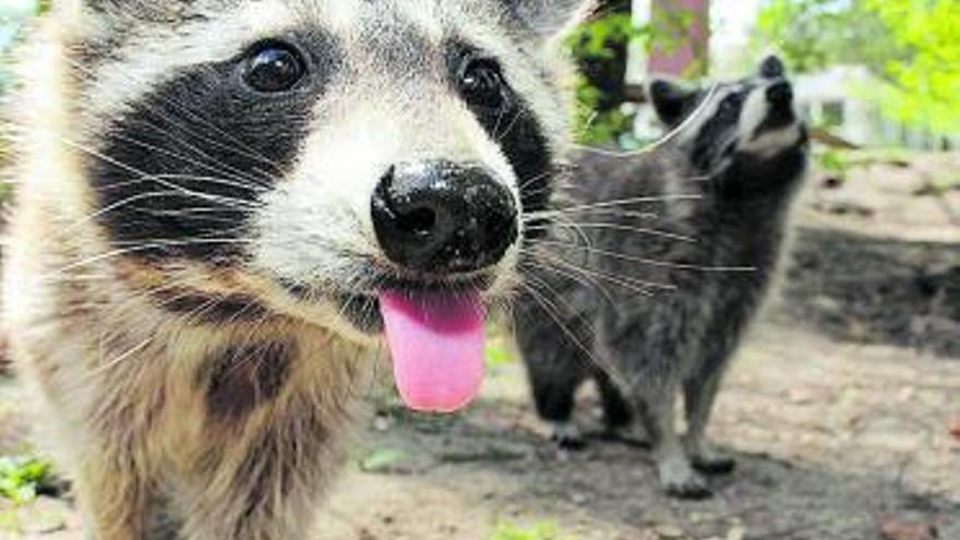 El fusilamiento de la vida animal