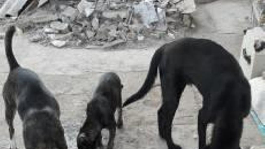 Alzira prohíbe tener más de cinco mascotas y obliga a llevar agua para limpiar los orines