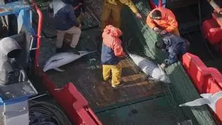 Graban a un pesquero gallego arrojando al mar 18 delfines muertos