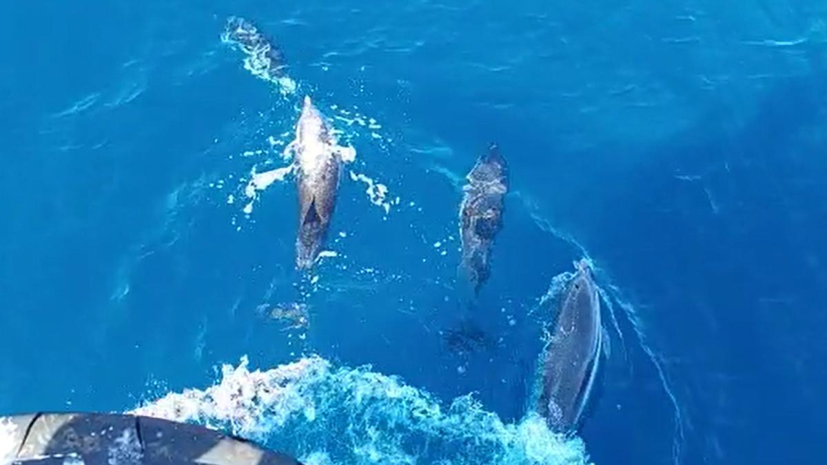 Espectacular vídeo de avistamiento de una manada de delfines por un barco de Castellón