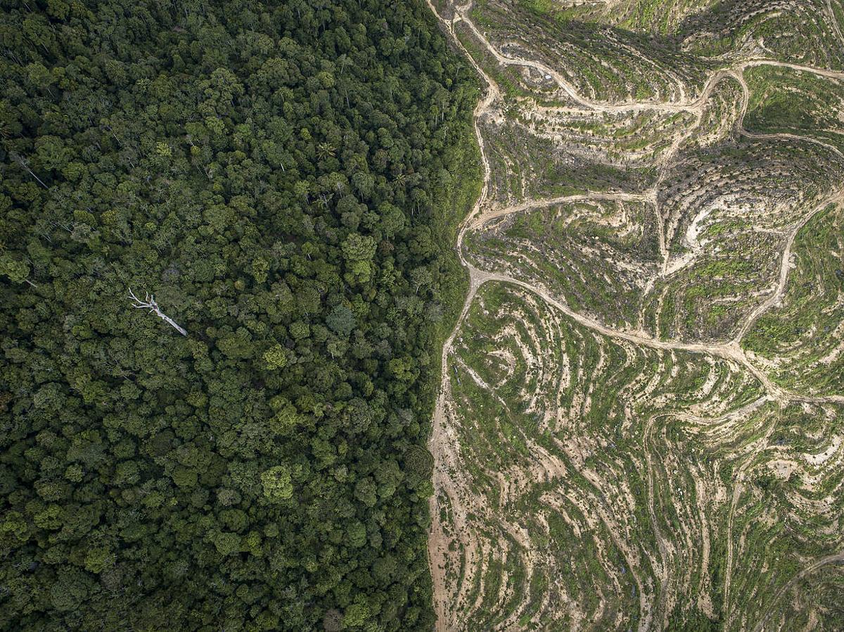 La deforestación aumenta las emisiones de gases de efecto invernadero
