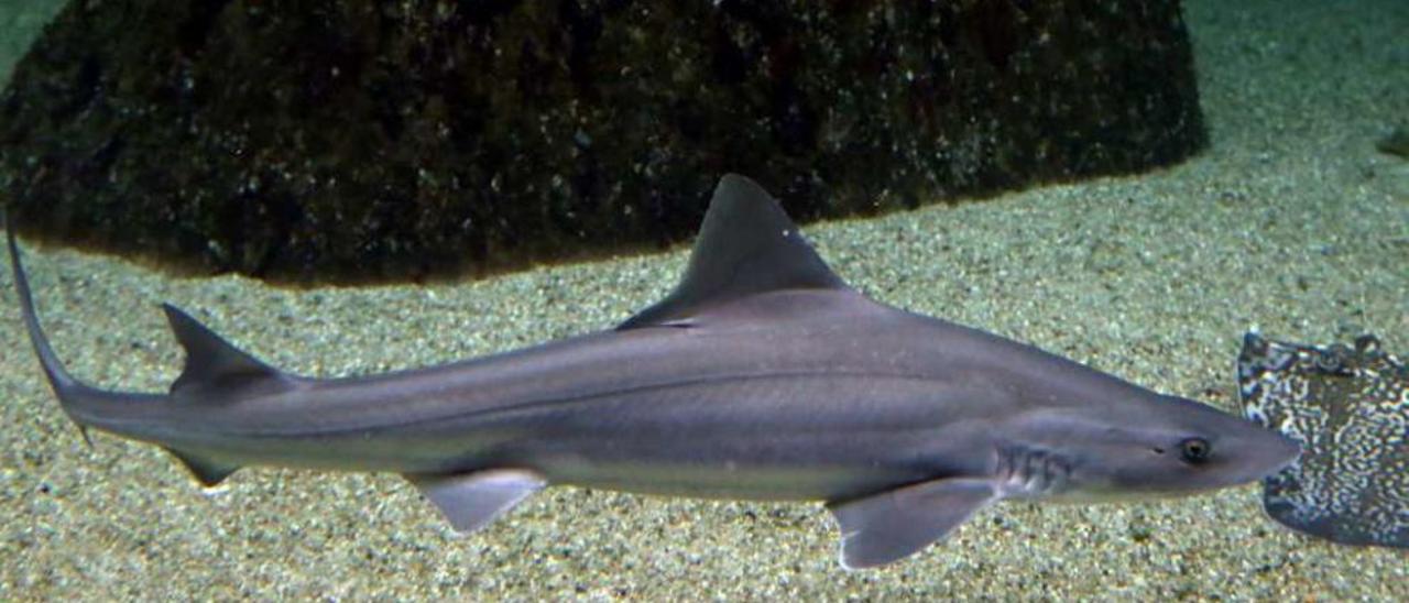 Uno de los tiburones que pueden verse en el Acuario O Grove, en Punta Moreiras. // Muñiz