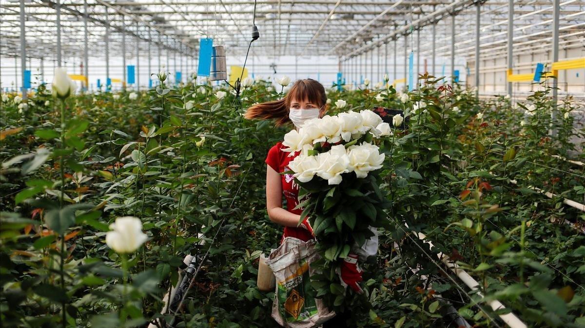Una empleada lleva rosas en un invernadero de la ciudad rusa de Svetlitsy.